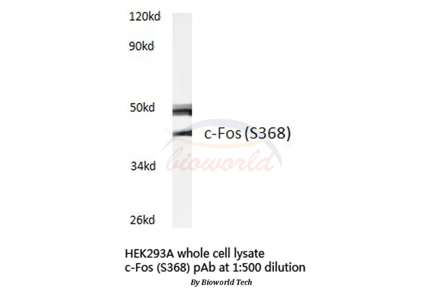 Anti-c-Fos (S368) Antibody from Bioworld Technology (BS3765) - Antibodies.com
