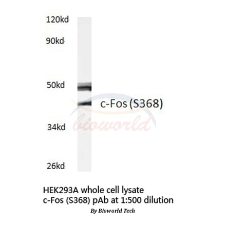 Anti-c-Fos (S368) Antibody from Bioworld Technology (BS3765) - Antibodies.com