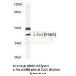 Anti-c-Fos (S368) Antibody from Bioworld Technology (BS3765) - Antibodies.com