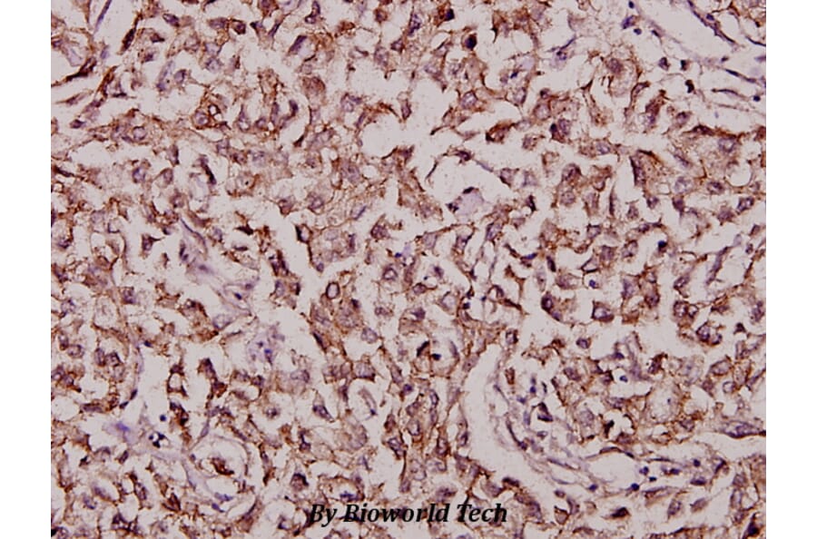 Anti-c-Fos (S368) Antibody from Bioworld Technology (BS3765) - Antibodies.com