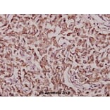 Anti-c-Fos (S368) Antibody from Bioworld Technology (BS3765) - Antibodies.com