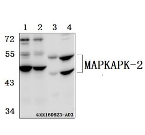 Anti-MAPKAPK-2 (N266) Antibody from Bioworld Technology (BS3766) - Antibodies.com
