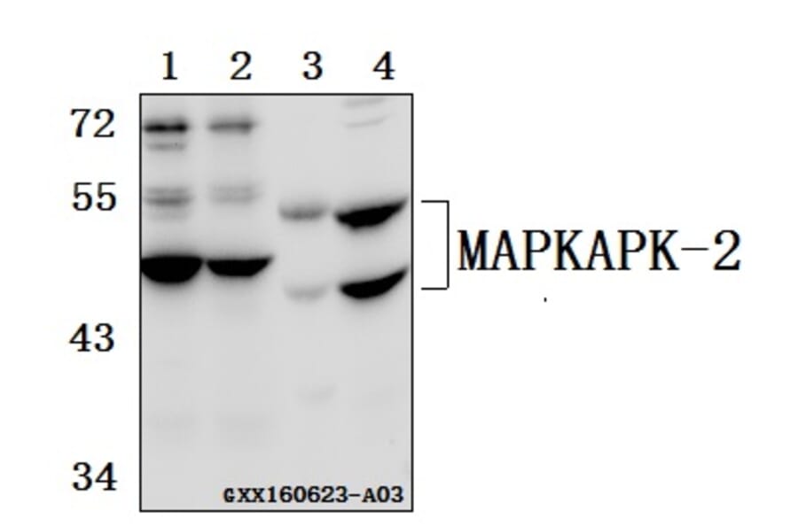 Anti-MAPKAPK-2 (N266) Antibody from Bioworld Technology (BS3766) - Antibodies.com