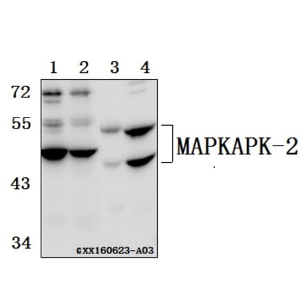 Anti-MAPKAPK-2 (N266) Antibody from Bioworld Technology (BS3766) - Antibodies.com