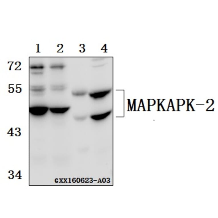 Anti-MAPKAPK-2 (N266) Antibody from Bioworld Technology (BS3766) - Antibodies.com