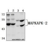 Anti-MAPKAPK-2 (N266) Antibody from Bioworld Technology (BS3766) - Antibodies.com