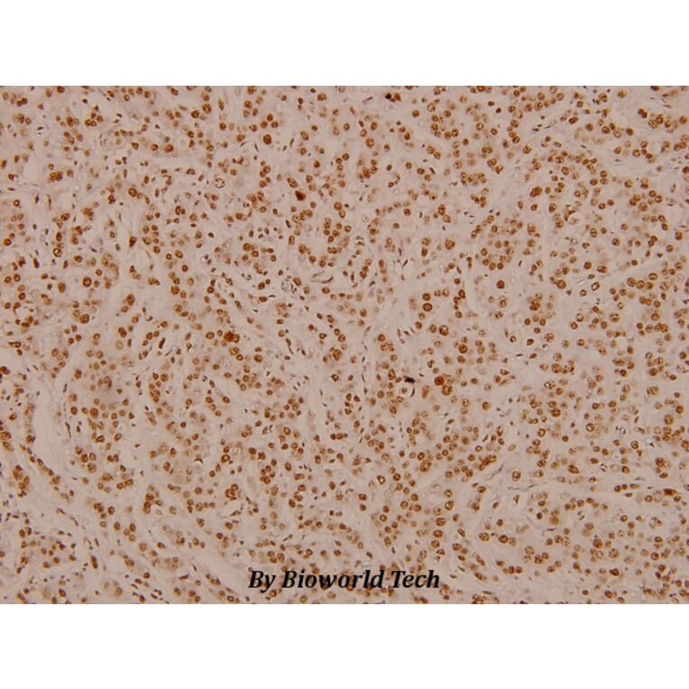 Anti-MAPKAPK-2 (N266) Antibody from Bioworld Technology (BS3766) - Antibodies.com