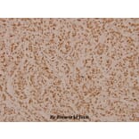 Anti-MAPKAPK-2 (N266) Antibody from Bioworld Technology (BS3766) - Antibodies.com