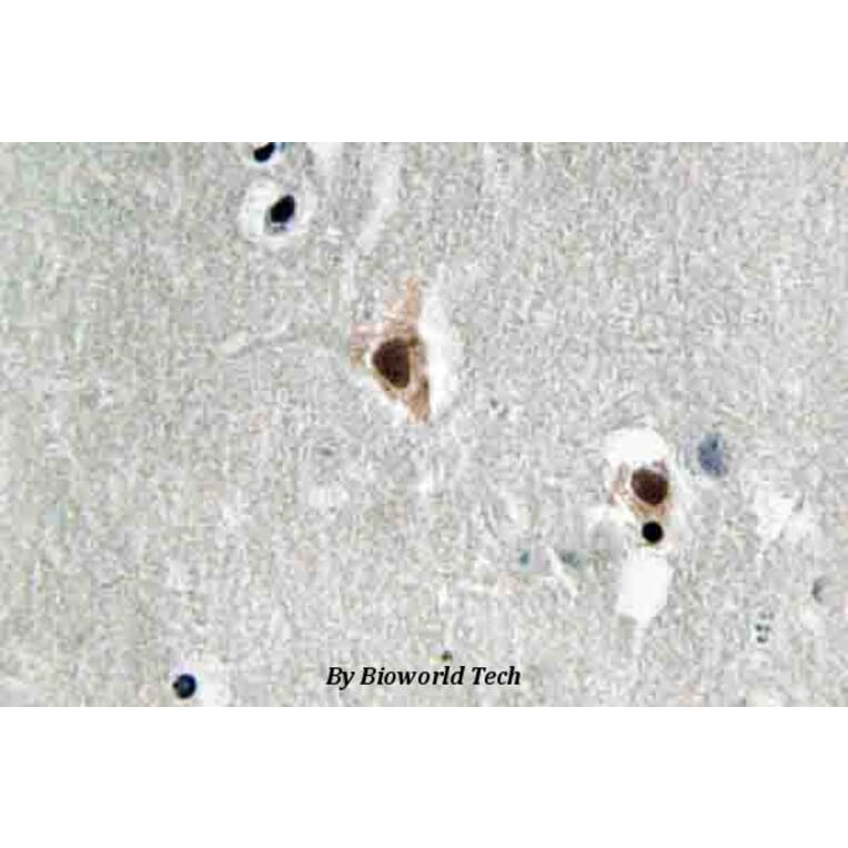 Anti-MEF-2C (I390) Antibody from Bioworld Technology (BS3767) - Antibodies.com