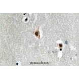 Anti-MEF-2C (I390) Antibody from Bioworld Technology (BS3767) - Antibodies.com