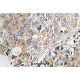 Anti-MKP-1/2 (Q290) Antibody from Bioworld Technology (BS3768) - Antibodies.com