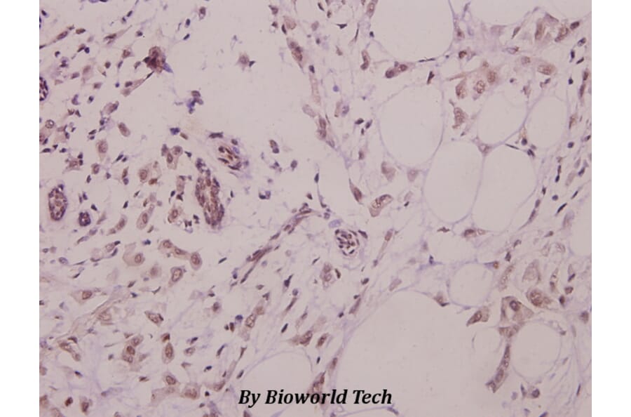 Anti-Rad51 (L302) Antibody from Bioworld Technology (BS3771) - Antibodies.com