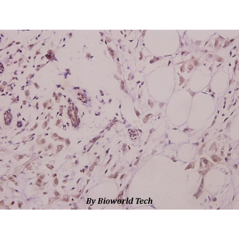 Anti-Rad51 (L302) Antibody from Bioworld Technology (BS3771) - Antibodies.com