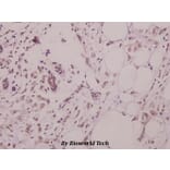 Anti-Rad51 (L302) Antibody from Bioworld Technology (BS3771) - Antibodies.com