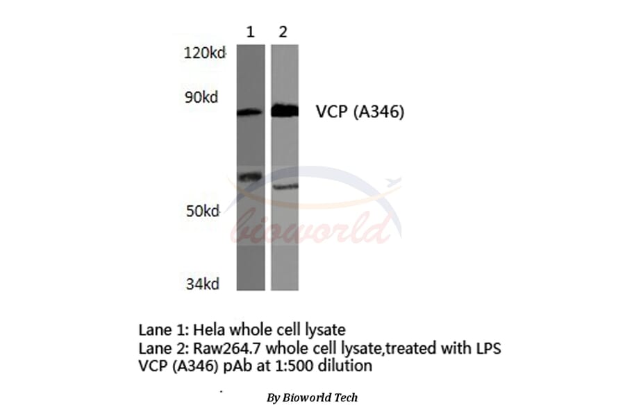 Anti-VCP (A346) Antibody from Bioworld Technology (BS3773) - Antibodies.com