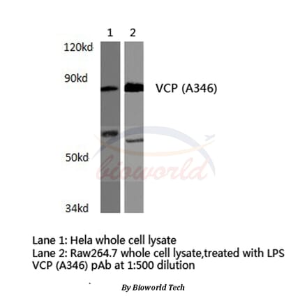 Anti-VCP (A346) Antibody from Bioworld Technology (BS3773) - Antibodies.com