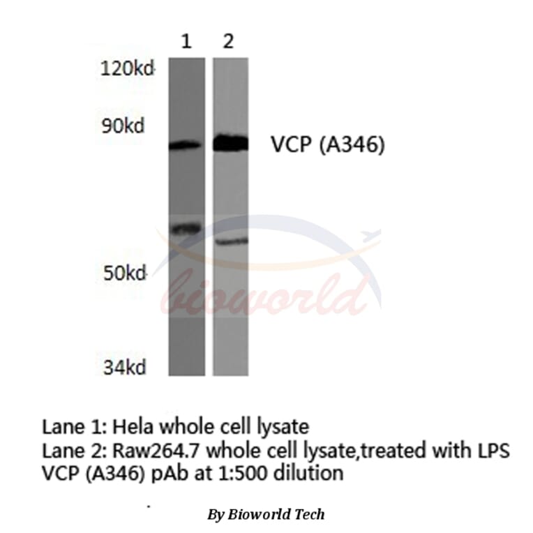 Anti-VCP (A346) Antibody from Bioworld Technology (BS3773) - Antibodies.com