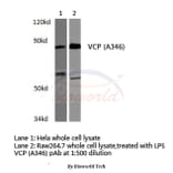 Anti-VCP (A346) Antibody from Bioworld Technology (BS3773) - Antibodies.com
