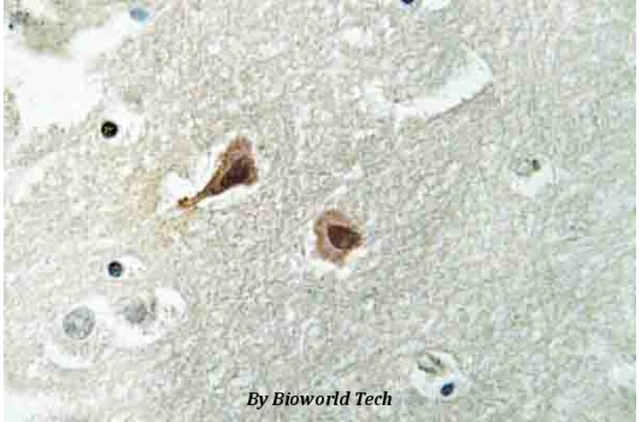 Anti-VCP (A346) Antibody from Bioworld Technology (BS3773) - Antibodies.com