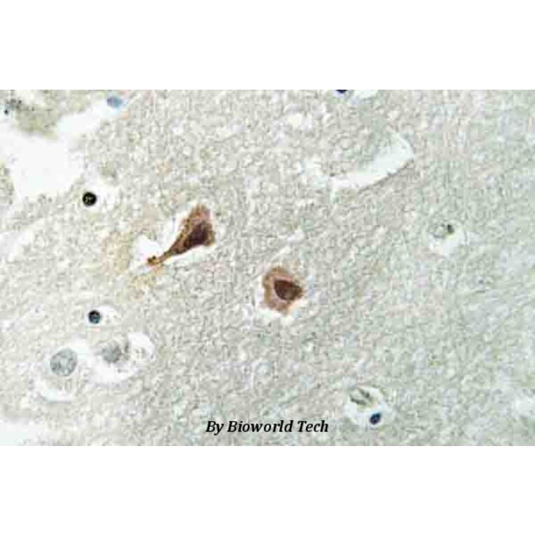 Anti-VCP (A346) Antibody from Bioworld Technology (BS3773) - Antibodies.com