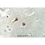 Anti-VCP (A346) Antibody from Bioworld Technology (BS3773) - Antibodies.com