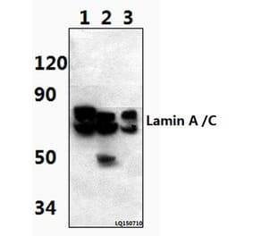 Anti-Lamin A/C (S17) Antibody from Bioworld Technology (BS3774) - Antibodies.com