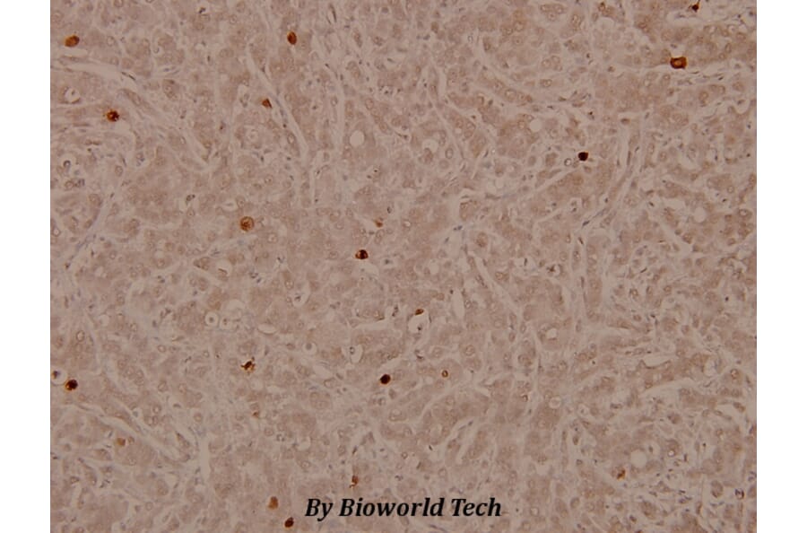 Anti-Lamin A/C (S17) Antibody from Bioworld Technology (BS3774) - Antibodies.com