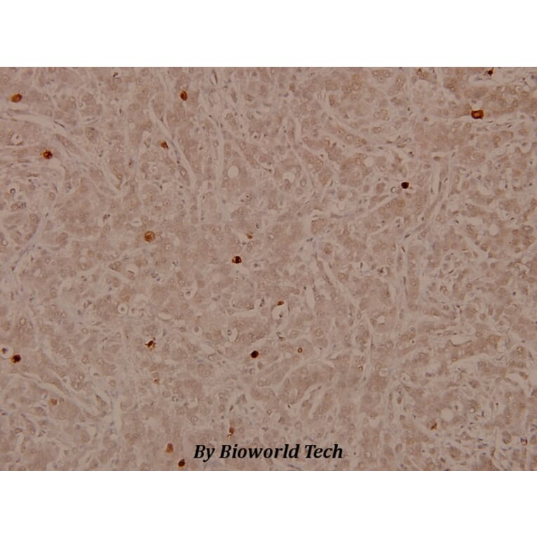 Anti-Lamin A/C (S17) Antibody from Bioworld Technology (BS3774) - Antibodies.com