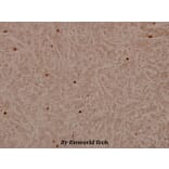 Anti-Lamin A/C (S17) Antibody from Bioworld Technology (BS3774) - Antibodies.com