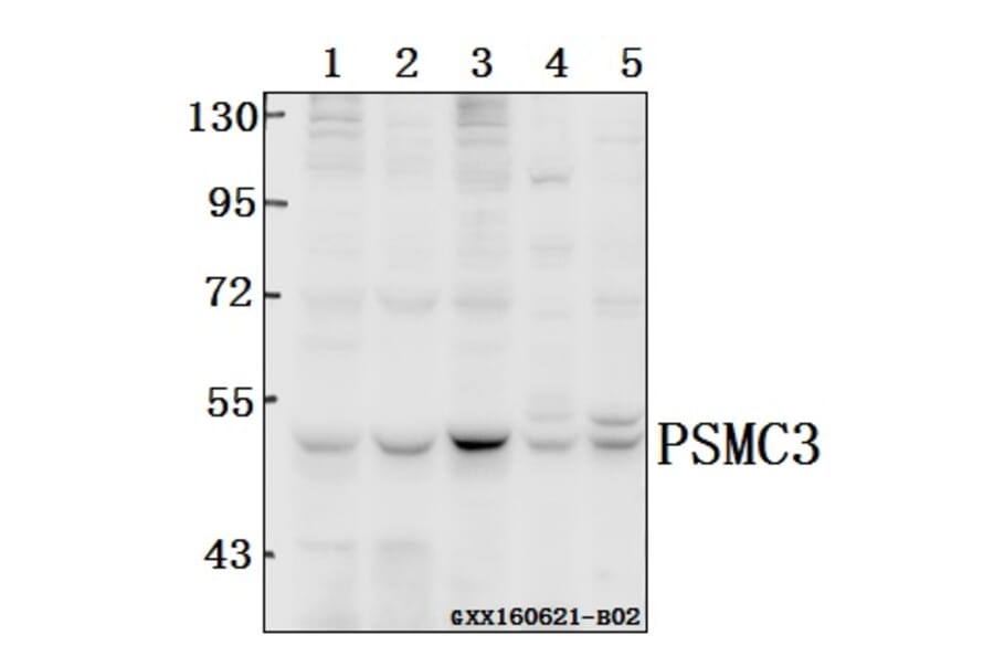 Anti-PSMC3 (V306) Antibody from Bioworld Technology (BS3778) - Antibodies.com