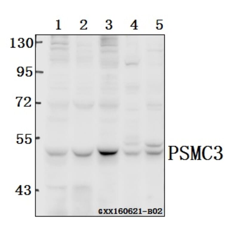 Anti-PSMC3 (V306) Antibody from Bioworld Technology (BS3778) - Antibodies.com