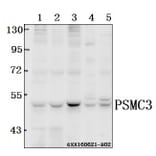 Anti-PSMC3 (V306) Antibody from Bioworld Technology (BS3778) - Antibodies.com