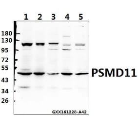 Anti-PSMD11 (R310) Antibody from Bioworld Technology (BS3780) - Antibodies.com