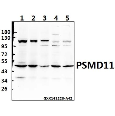 Anti-PSMD11 (R310) Antibody from Bioworld Technology (BS3780) - Antibodies.com