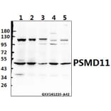 Anti-PSMD11 (R310) Antibody from Bioworld Technology (BS3780) - Antibodies.com