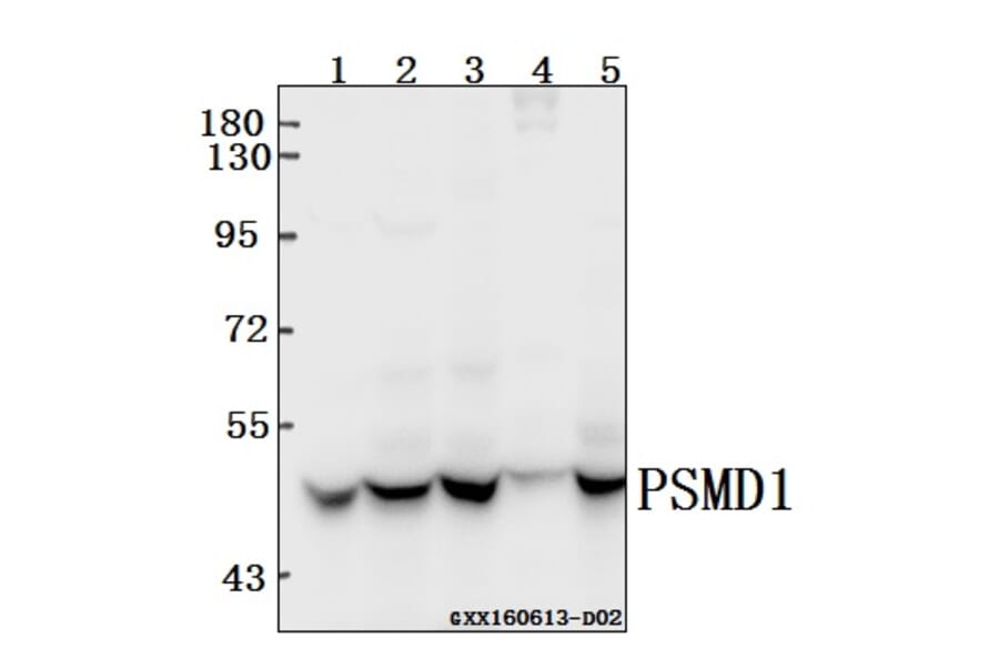 Anti-PSMD11 (R310) Antibody from Bioworld Technology (BS3780) - Antibodies.com
