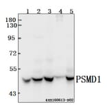 Anti-PSMD11 (R310) Antibody from Bioworld Technology (BS3780) - Antibodies.com