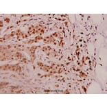 Anti-PSMD11 (R310) Antibody from Bioworld Technology (BS3780) - Antibodies.com