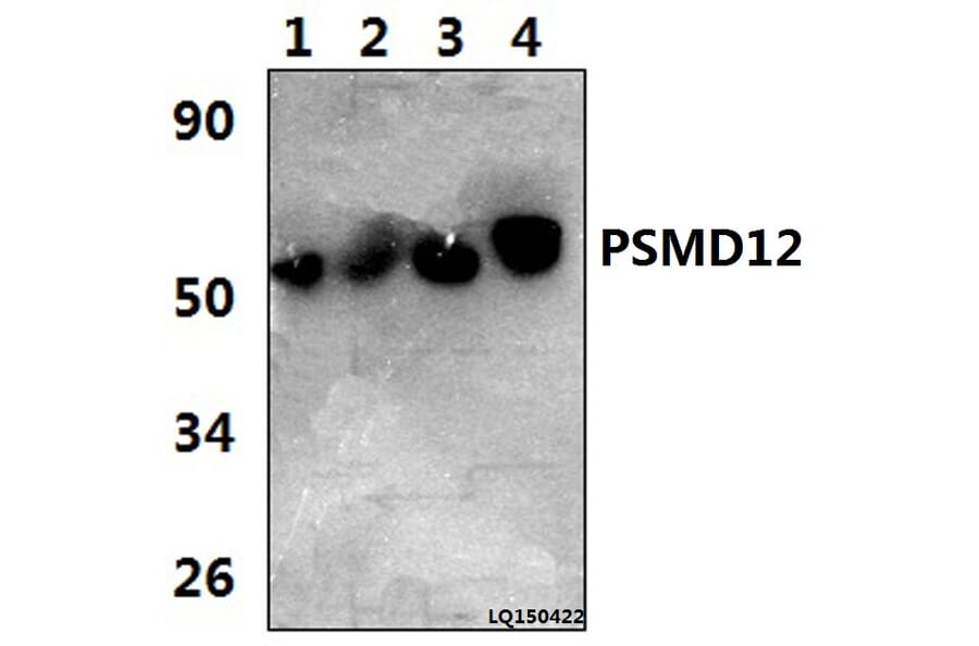 Anti-PSMD12 (I186) Antibody from Bioworld Technology (BS3781) - Antibodies.com