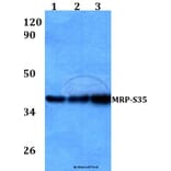 Anti-MRP-S35 (I252) Antibody from Bioworld Technology (BS3782) - Antibodies.com