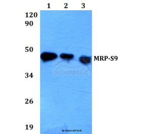 Anti-MRP-S9 (F132) Antibody from Bioworld Technology (BS3783) - Antibodies.com
