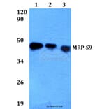 Anti-MRP-S9 (F132) Antibody from Bioworld Technology (BS3783) - Antibodies.com