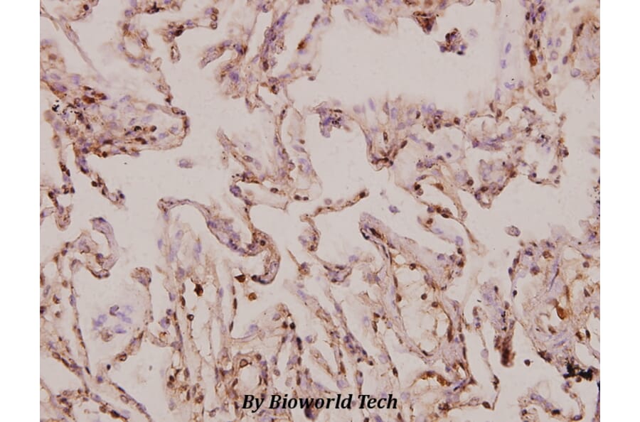 Anti-MRP-S9 (F132) Antibody from Bioworld Technology (BS3783) - Antibodies.com