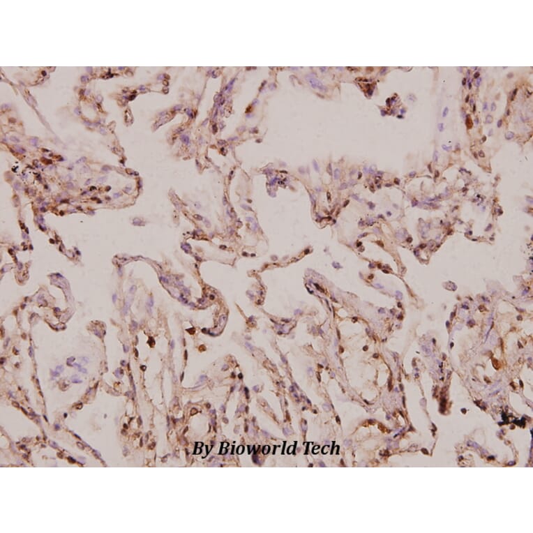 Anti-MRP-S9 (F132) Antibody from Bioworld Technology (BS3783) - Antibodies.com