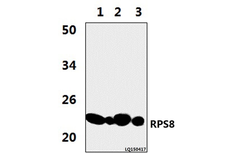 Anti-RPS8 (R152) Antibody from Bioworld Technology (BS3787) - Antibodies.com