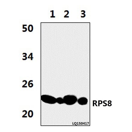 Anti-RPS8 (R152) Antibody from Bioworld Technology (BS3787) - Antibodies.com