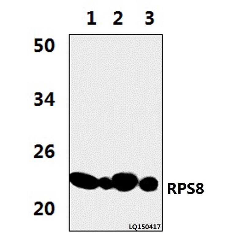 Anti-RPS8 (R152) Antibody from Bioworld Technology (BS3787) - Antibodies.com