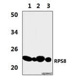 Anti-RPS8 (R152) Antibody from Bioworld Technology (BS3787) - Antibodies.com