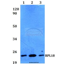 Anti-RPL18 (H151) Antibody from Bioworld Technology (BS3788) - Antibodies.com