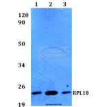 Anti-RPL18 (H151) Antibody from Bioworld Technology (BS3788) - Antibodies.com